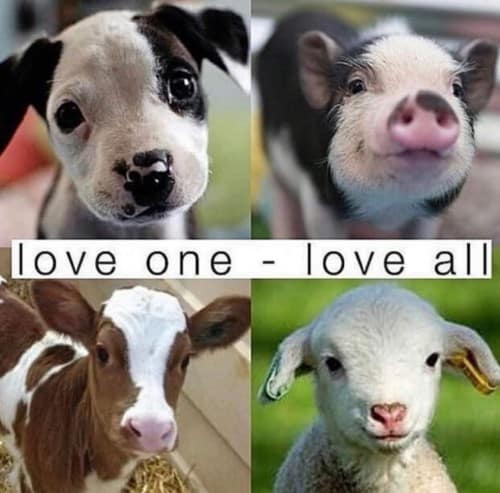 Love 1 Love All - photos of puppy, baby pig, baby lamb, and calf.