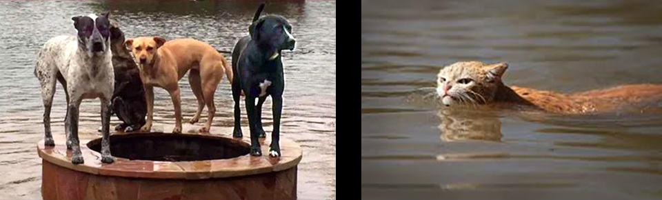 4 dogs standing on a bench; cat swimming