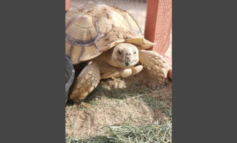 Bullet the Tortoise