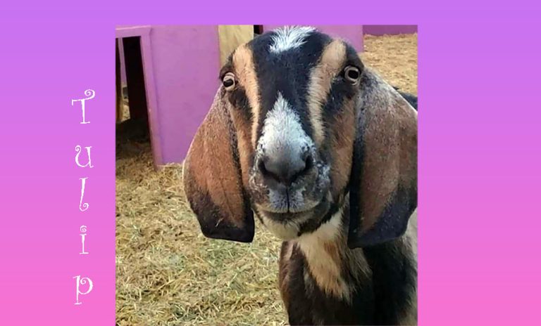 Tulip the Goat