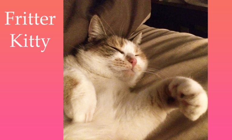 Fritter Kitty