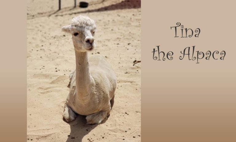 Tina the Alpaca