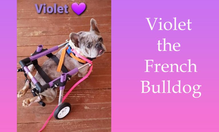 Violet the Special Needs French Bulldog